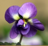 Confrérie La VIOLETTE 1